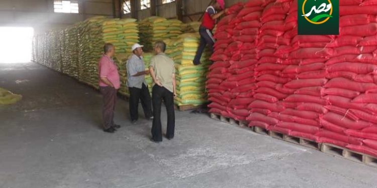 للحصول على إنتاجية عالية «الزراعة» تناشد المزارعين شراء التقاوي المعتمدة