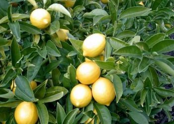 أرشيفية - مزارع الليمون