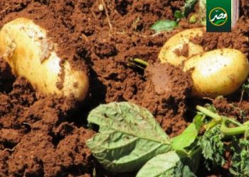بالفيديو .. تعرف على زيادة انتاج البطاطس فى الفدان
