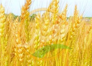 «الزراعة» تصدر توصيات هامة للحصول على أعلى إنتاجية لمحصول «القمح»