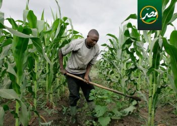 “الزراعة ” تشارك في اجتماعات اللجنة التوجيهية لمنصة الشراكة الإفريقية للبذور والتكنولوجية الحيوية