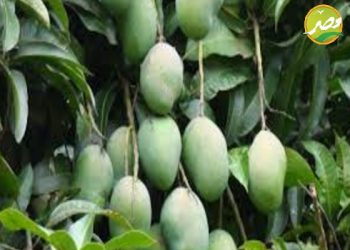 الخطوات الصحيحة للحصول على أعلى معدل انتاج لزراعة “المانجو”