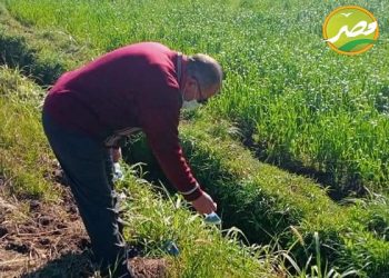 « الزراعة » تشن حملة لمكافحة قوارض القمح