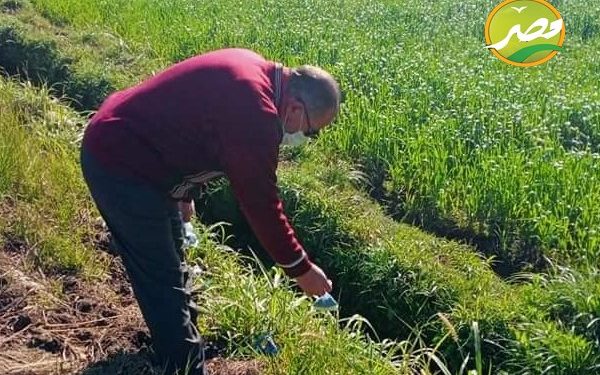 « الزراعة » تشن حملة لمكافحة قوارض القمح 1 « الزراعة » تشن حملة لمكافحة قوارض القمح