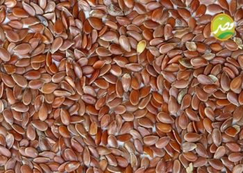 « 6 نصائح » للحصول على انتاجية عالية من زراعة الكتان