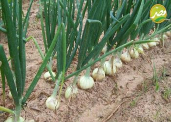 توصيات «الزراعة» للحصول علي أعلى إنتاجية لمحصول  البصل من «البذور والبصيلات»