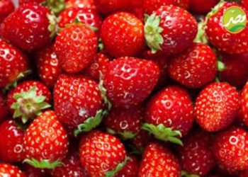 برنامج الارض يقدم روشتة تجهيز لمزارع الفراولة