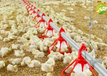 مهم جدا لو عندك مشروع تسمين دواجن