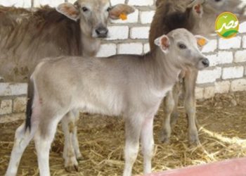 قرض البتلو فرصة لتحسين دخل الفلاح المصري