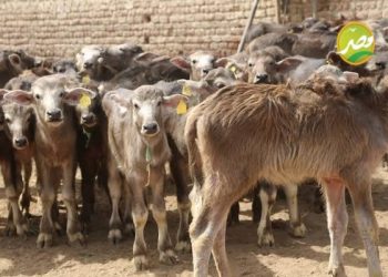 «الزراعة»  3.3 مليار جنية تمويل البتلو  بعد اعتماد 50 مليون جنية جديدة لصغار المربيين