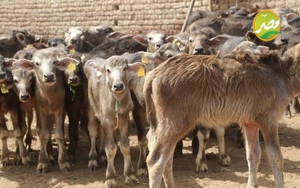 «الزراعة» 3.3 مليار جنية تمويل البتلو بعد اعتماد 50 مليون جنية جديدة لصغار المربيين 1 «الزراعة»  3.3 مليار جنية تمويل البتلو  بعد اعتماد 50 مليون جنية جديدة لصغار المربيين