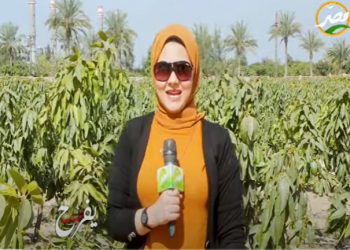 شاب مصري يدير أضخم مشروع زراعي بالخطاطبة