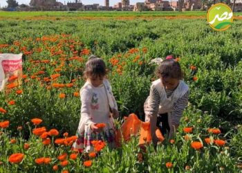 زراعة الياسمين