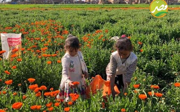 50% من انتاج "الياسمين" في العالم داخل قرية صغيرة مصرية 1 زراعة الياسمين