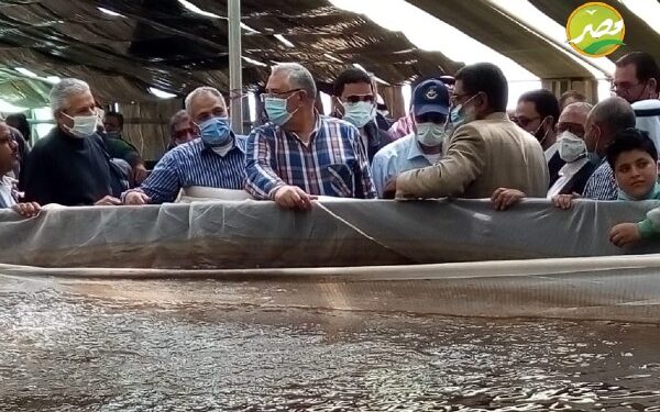 «وزير الزراعة»ومحافظ «جنوب سيناء» يتفقدا "مزرعة الاستزارع السمكي والصوب الزراعية " بنويبع 1 «وزير الزراعة»ومحافظ «جنوب سيناء» يتفقدا “مزرعة الاستزارع السمكي والصوب الزراعية ” بنويبع
