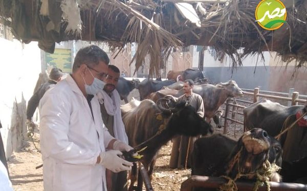 «الزراعة» تنظم ورش عمل للتعرف على كيفية غش الألبان بعدة محافظات