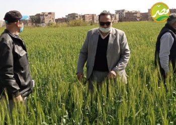 “وكيل الزراعة” بدمياط يتابع محصول القمح بالمحافظة