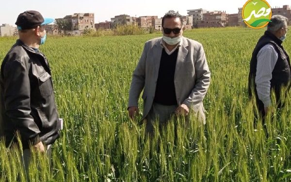 "وكيل الزراعة" بدمياط يتابع محصول القمح بالمحافظة 1 “وكيل الزراعة” بدمياط يتابع محصول القمح بالمحافظة