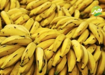 الخطوات الصحيحة لزراعة «الموز» والحصول على أعلى انتاجية