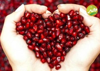 تلاشي أخطاء زراعة «الرمان» واحصل على معدل عالي من الانتاج