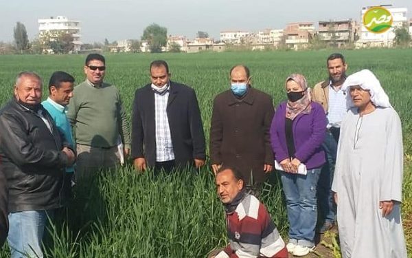 «الزراعة» .. معهد أمراض النباتات يكثف جهوده للاكتشاف المبكر للصدأ الأصفر بــ "القمح" بالمحافظات 1 «الزراعة» .. معهد أمراض النباتات يكثف جهوده للاكتشاف المبكر للصدأ الأصفر بــ “القمح” بالمحافظات