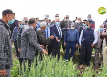 أثناء متابعته للقمح بالفيوم «القصير» يوجه المزارعين بضرورة التحول لنظم الري الحديثة.