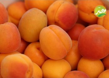 “الزراعة” تصدر نشرة بالتوصيات الفنية لمزارعي محصول المشمش يجب مراعتها خلال فبراير