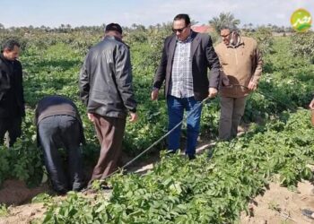 وكيل زراعة دمياط يتابع تطورات استخدام  الري الحديث بالمحافظة