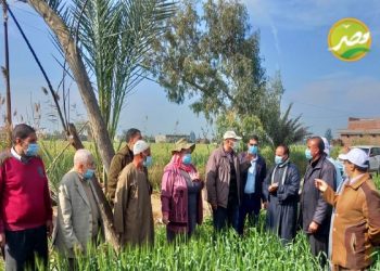 “الزراعة” تتابع محصول القمح في محافظة البحيرة