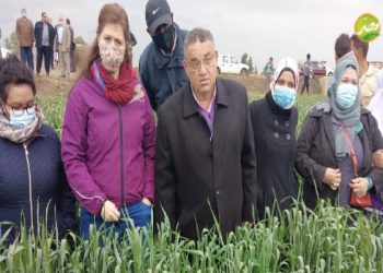 ” الزراعة ” تواصل جولاتها الميدانية للاطمئنان على محصولي “القمح والفول البلدي”بالشرقية