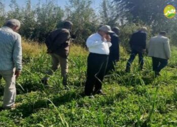 «القصير» يكلف ” رئيس البحوث الزراعية” بمتابعة المحاصيل الشتوية بالصعيد والإطمئنان على محصول “القصب”