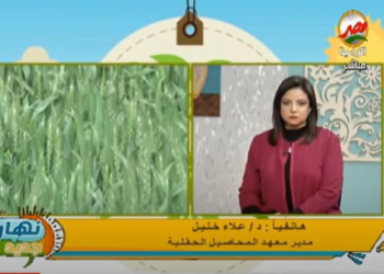 تعرف على استعدادات وزارة الزراعة لمواجهة سوء الاحوال الجويه على محصول القمح