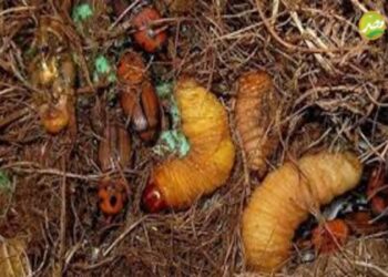 تعرف على الخسائر الفادحة التي تسببها “سوسة النخيل”