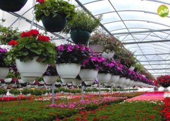 طريقة زراعة نباتات الزينة داخل الصوب الزراعية