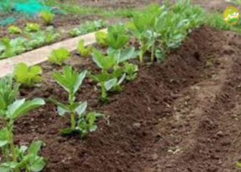 التوصيات الفنية الواجب مراعاتها لمزارعى الفول البلدى للوقاية من مرض الهالوك