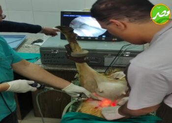 «الزراعة»أجهزة جديدة متطورة للتقليح الاصطناعي والتحسين الوراثي للماعز والاغنام لزيادة اللحوم والالبان