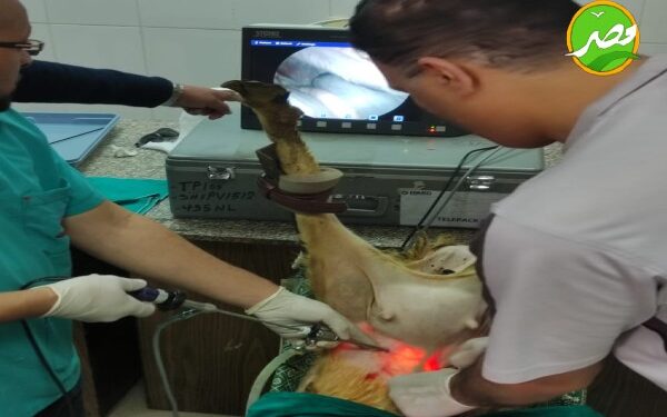 «الزراعة»أجهزة جديدة متطورة للتقليح الاصطناعي والتحسين الوراثي للماعز والاغنام لزيادة اللحوم والالبان