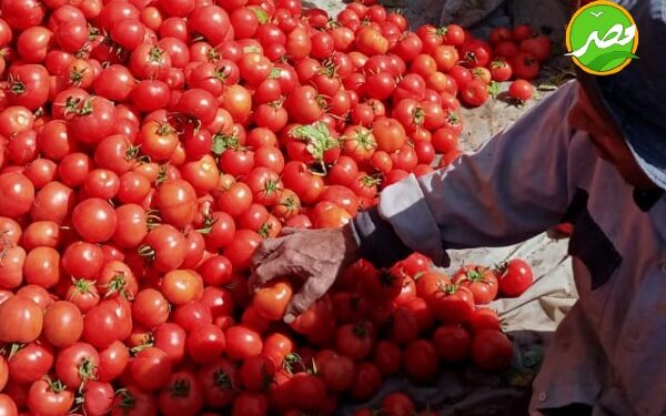 "لأول مرة " نجاح محقق في إنتاج «تقاوي الطماطم» وأكثر من «60 طن» للفدان 1 ارشيفية