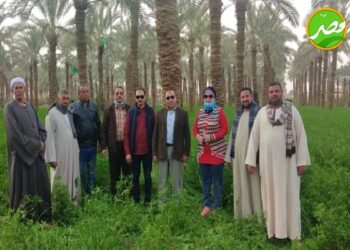 زراعة الفيوم