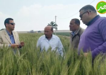 «الزراعة» تطمئن على محصولي القمح والفول في محافظة القليوبية
