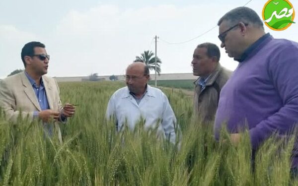 «الزراعة» تطمئن على محصولي القمح والفول في محافظة القليوبية 1 «الزراعة» تطمئن على محصولي القمح والفول في محافظة القليوبية