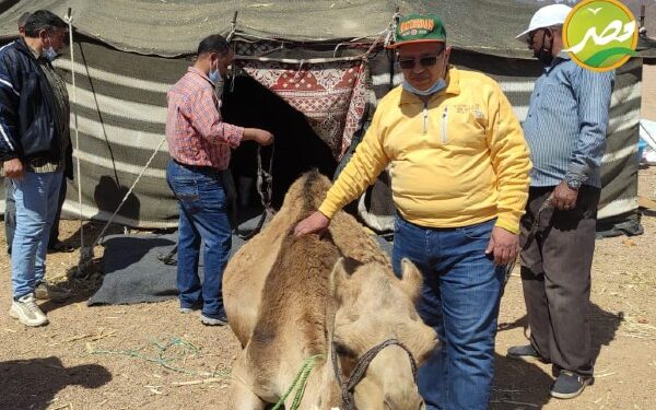قافلة بيطرية مجانية الي شرم الشيخ