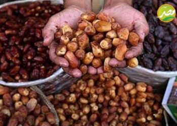 مهرجان القاهره الأول للتمور