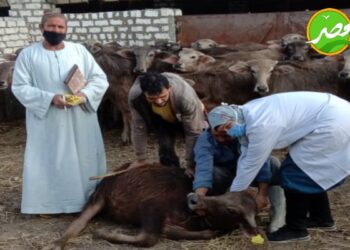 زراعة دمياط تتصدي لحالات التعدي على الأراضي الزراعية ليلاً بــ «كفر سعد»