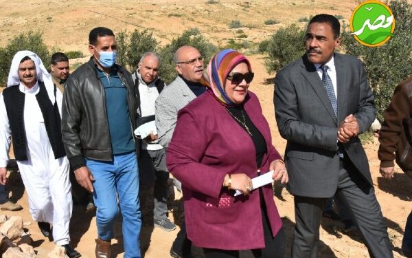 «الزراعة» بحوث الصحراء يوزع ٥٠ الف شتلة زيتون مجانا علي مزارعي مطروح وسيوه 1 «الزراعة» بحوث الصحراء يوزع ٥٠ الف شتلة زيتون مجانا علي مزارعي مطروح وسيوه