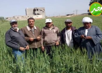 استعدادات زراعة الأرز