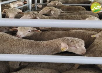 «وزير الزراعة» يرسل فرق بيطرية لفحص المواشي بالسفن العالقة بقناة السويس