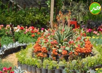 حديقة الاورمان