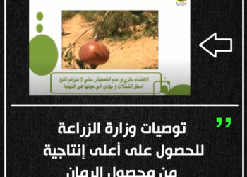 توصيات زراعية خاصة بمحصول الرمان فى حالة الرى بالتنقيط خلال شهر مارس