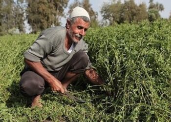 «الزراعة» و«الوكالة الألمانية للتنمية» تطلقان مشروع الابتكار الزراعي بالمنيا وبني سويف